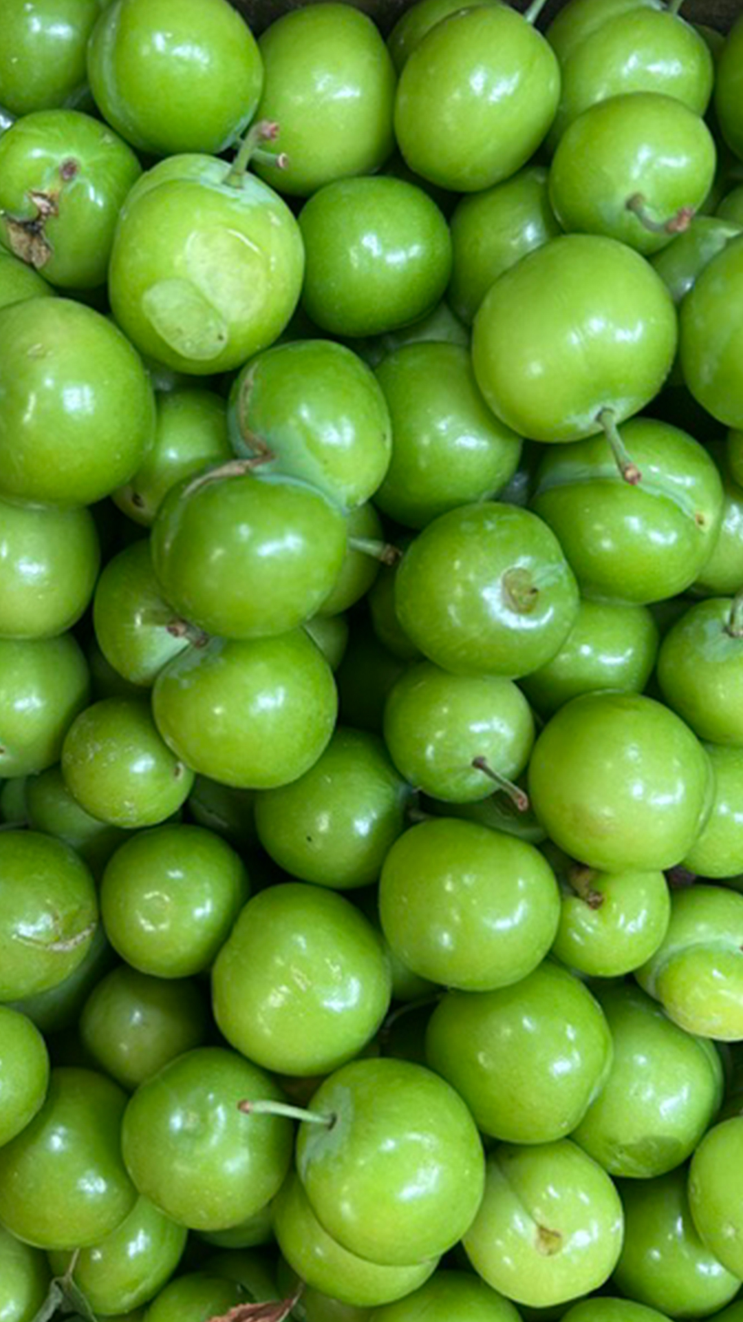 Yekta Green Plum (Gojeh Sabz)